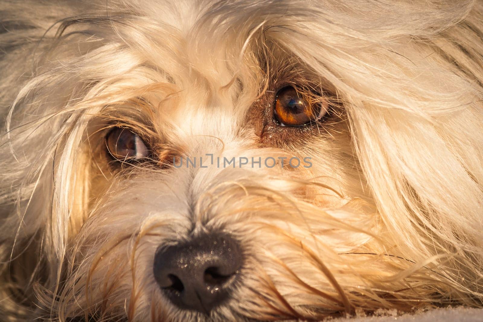 Close-up of a Havanese in focus are the two brown eyes of the dog.
