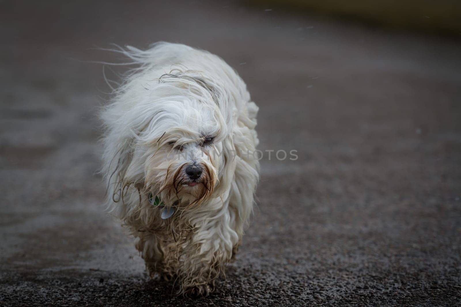 Wet dog walks on a wet road without drive through light snowfall.
