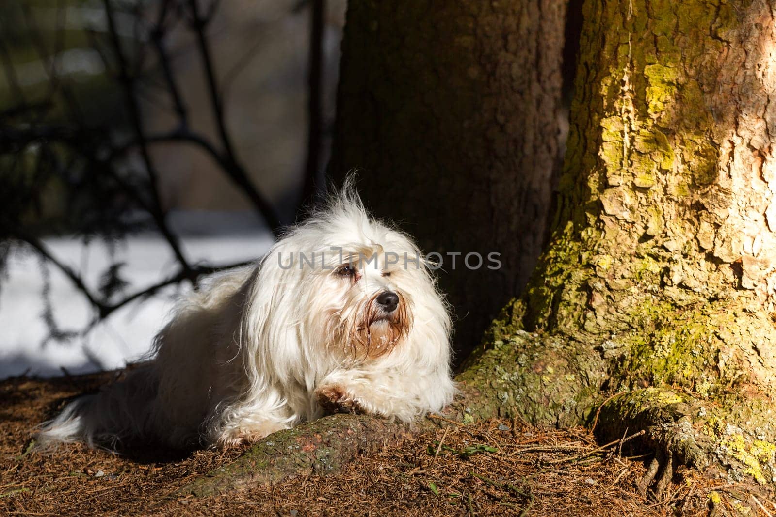 A longhaired dog lies on a tree root and enjoys the sun rays on its fur.