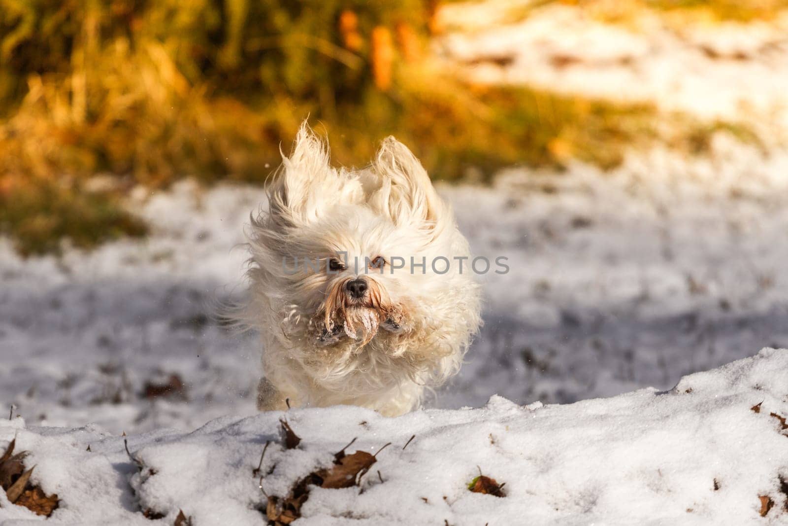 A little longhair Havanese jumps over a natural obstacle in the snow.