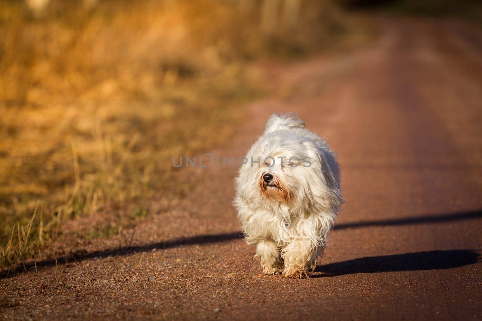 A small dog walks leisurely towards the sunset on a dirt road. In the background,the path is lost in the distance.