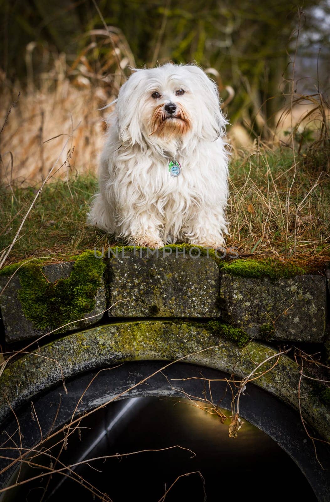 A small dog sits sweetly on a Mimi bridge and looks at the photographer.