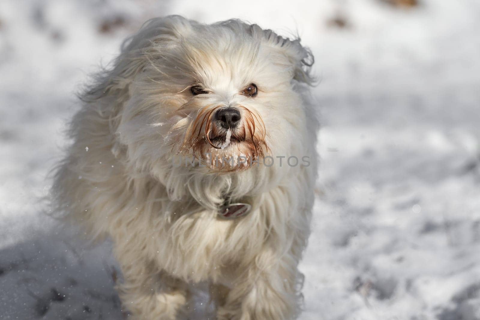 A little longhaired dog runs fast through the snow.