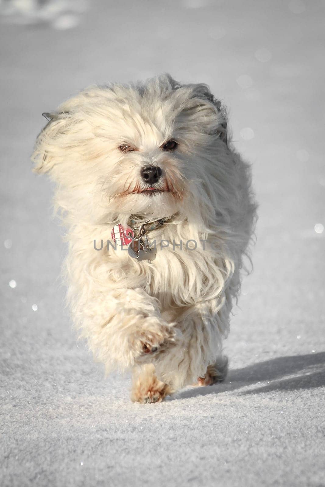A little white Havanese runs light-footed over the cold snow.