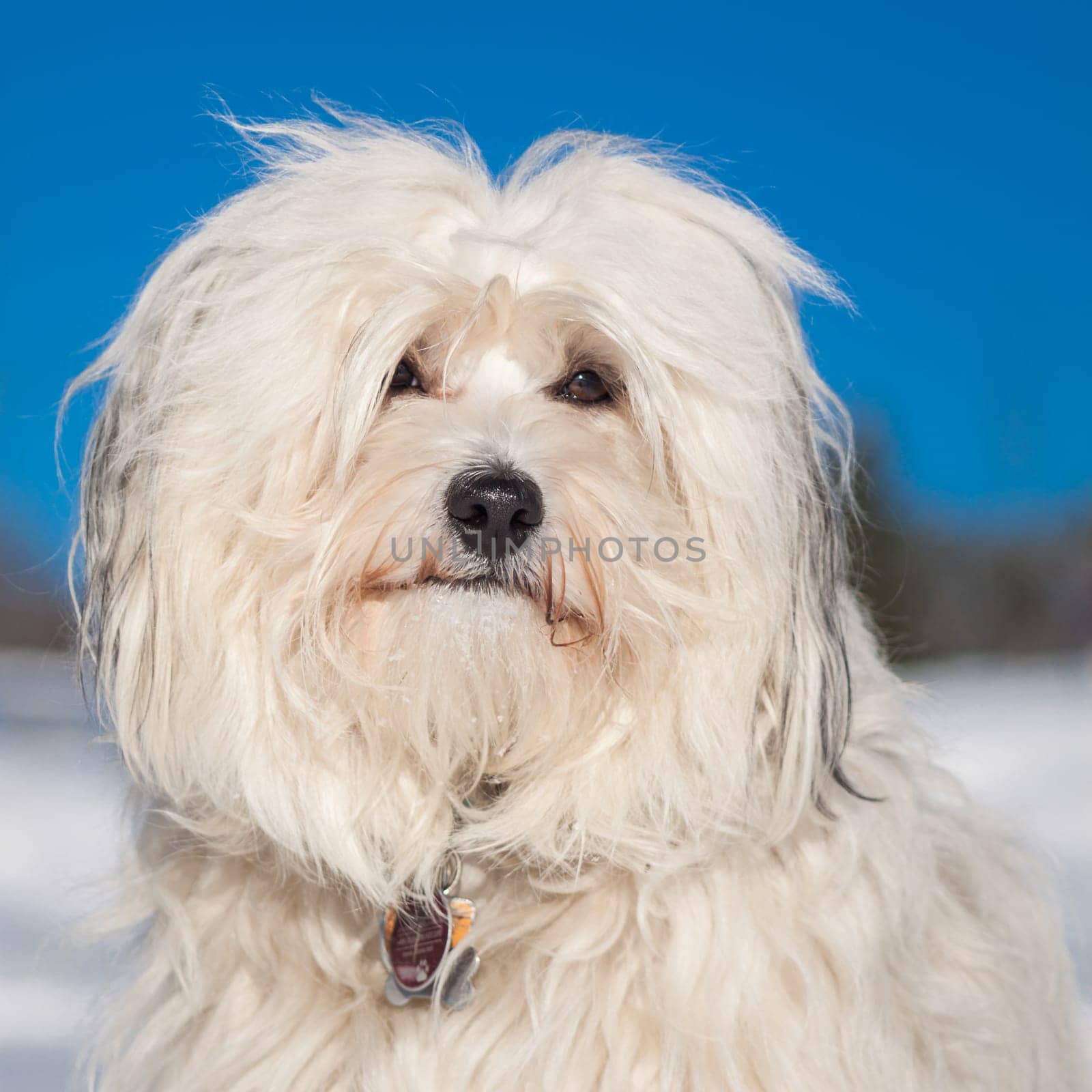 A very young Havanese in the focus of the photographer in the background snow and a blue sky.
