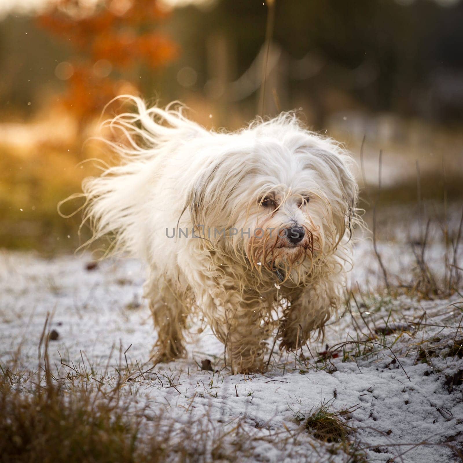 A Havanese runs bored over snow in the background the bright sunlight.