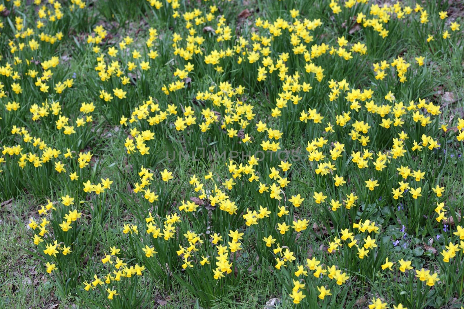 Details of a group of spring flowers, the jonquil or rush daffodil.