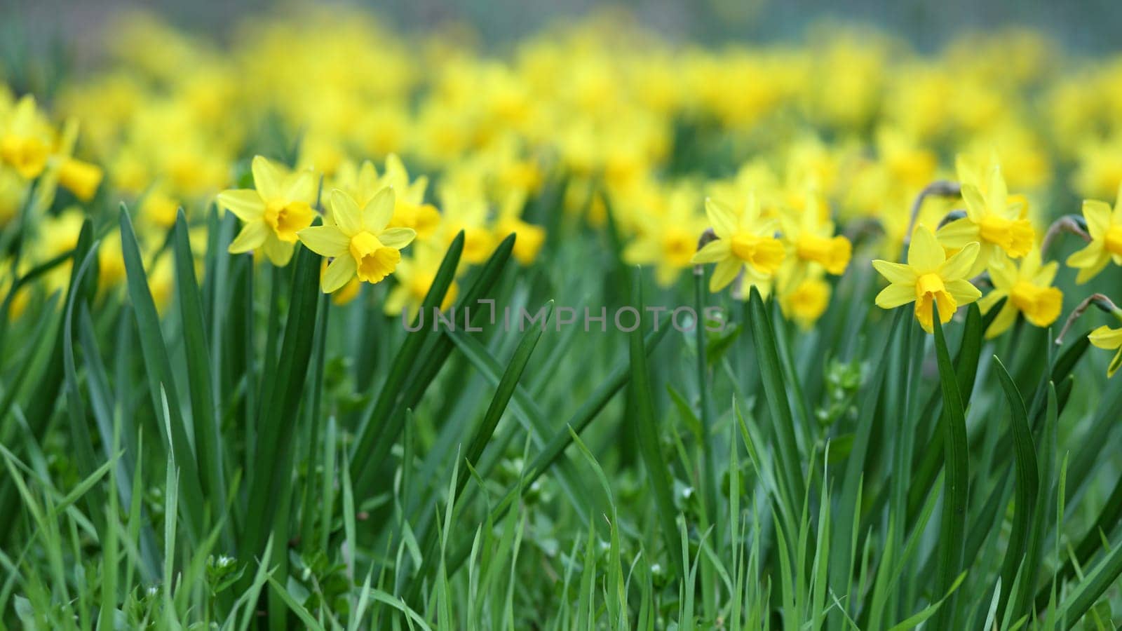 Details of a group of spring flowers, the jonquil or rush daffodil.