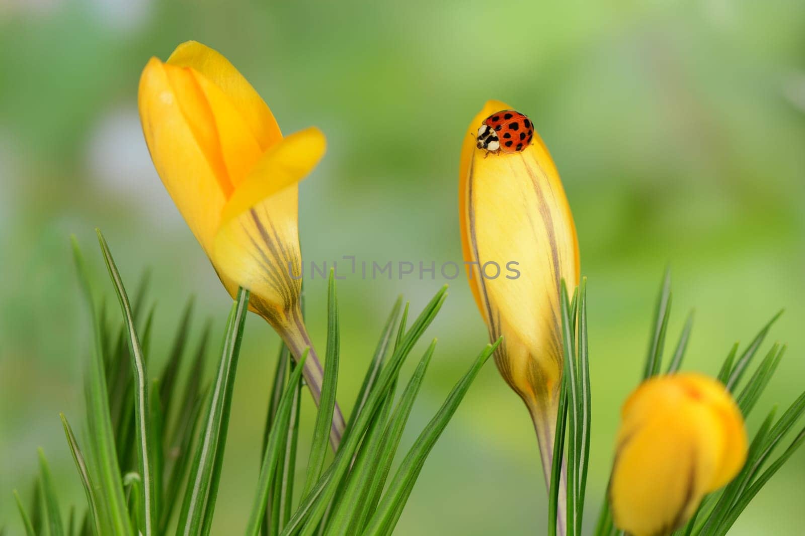 Crocuses