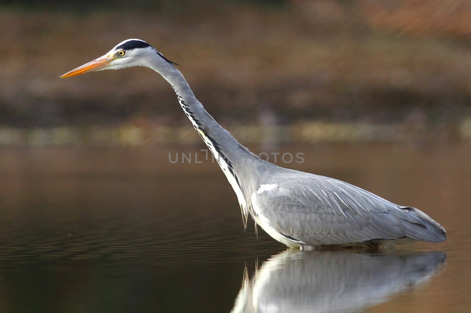 The Grey Heron