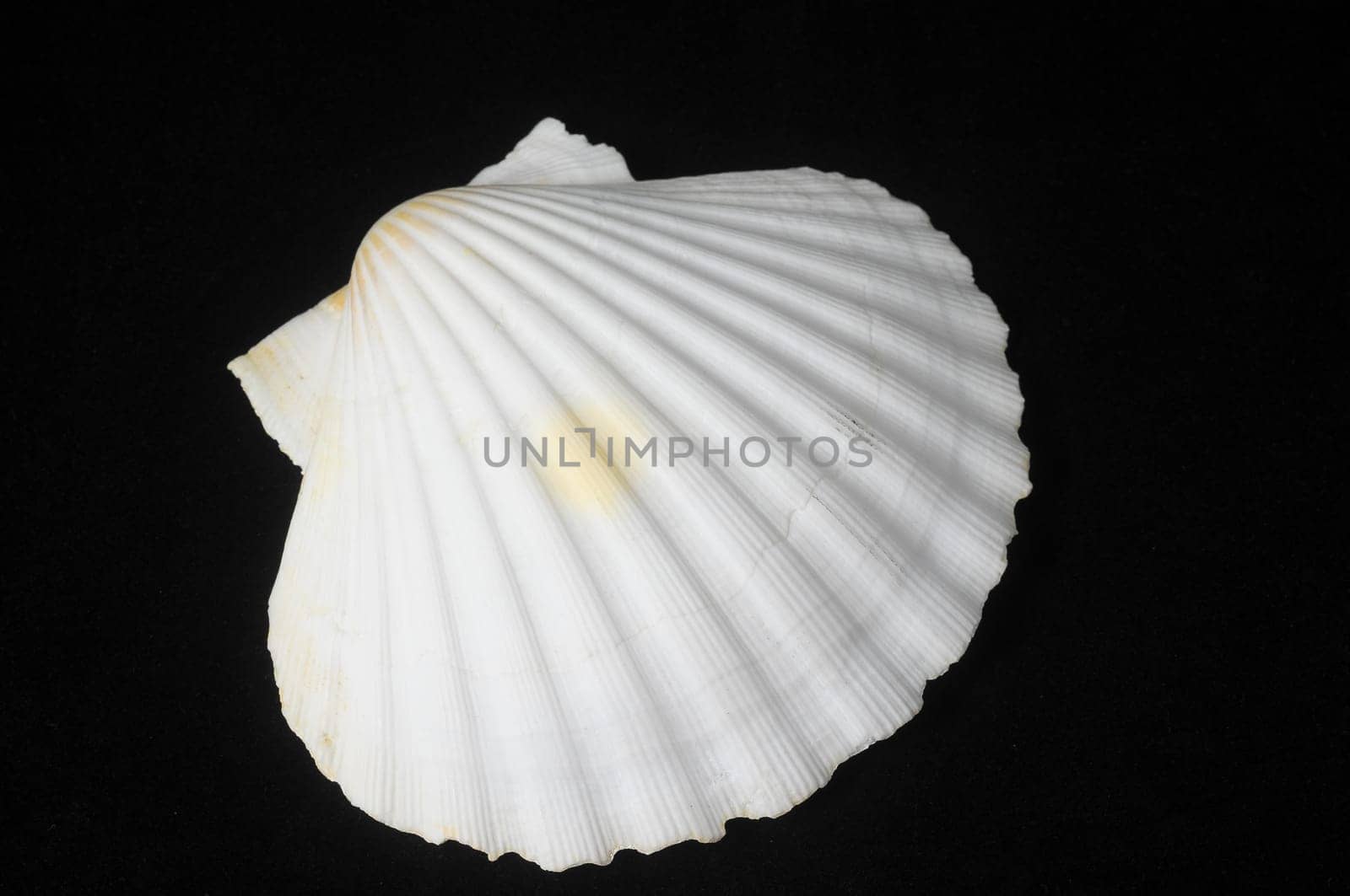 Textured Limestone Sea Shell on a Black Background