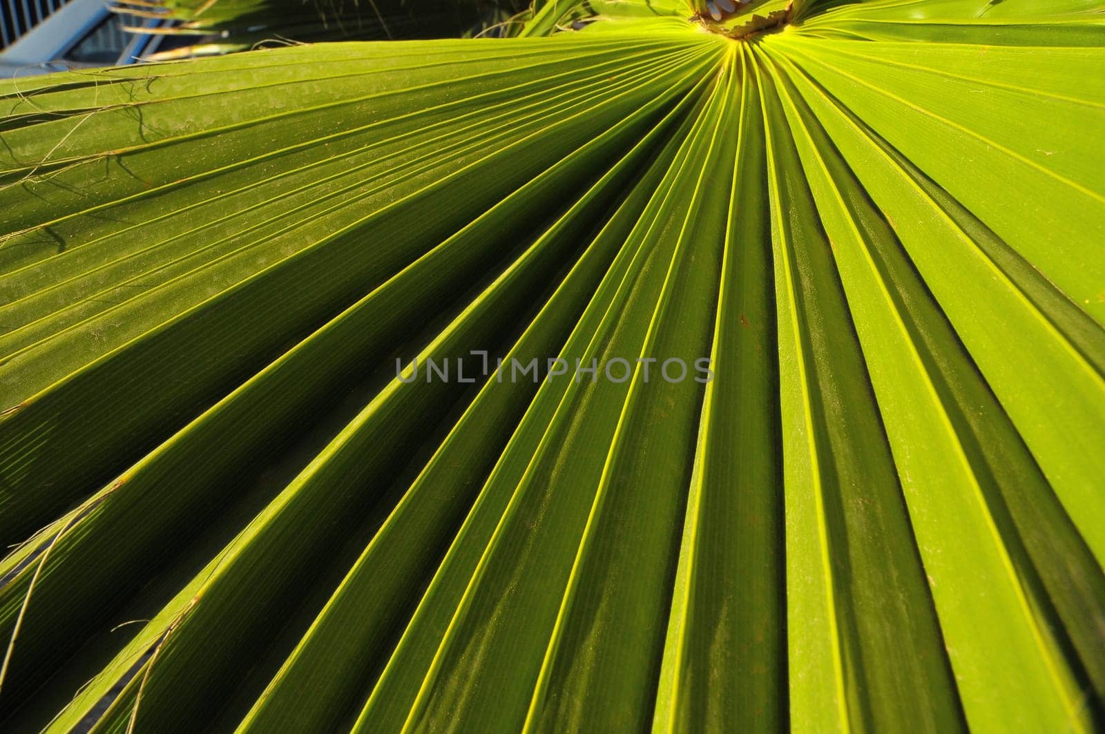 Lines and Textures of a Green Palm Leaf