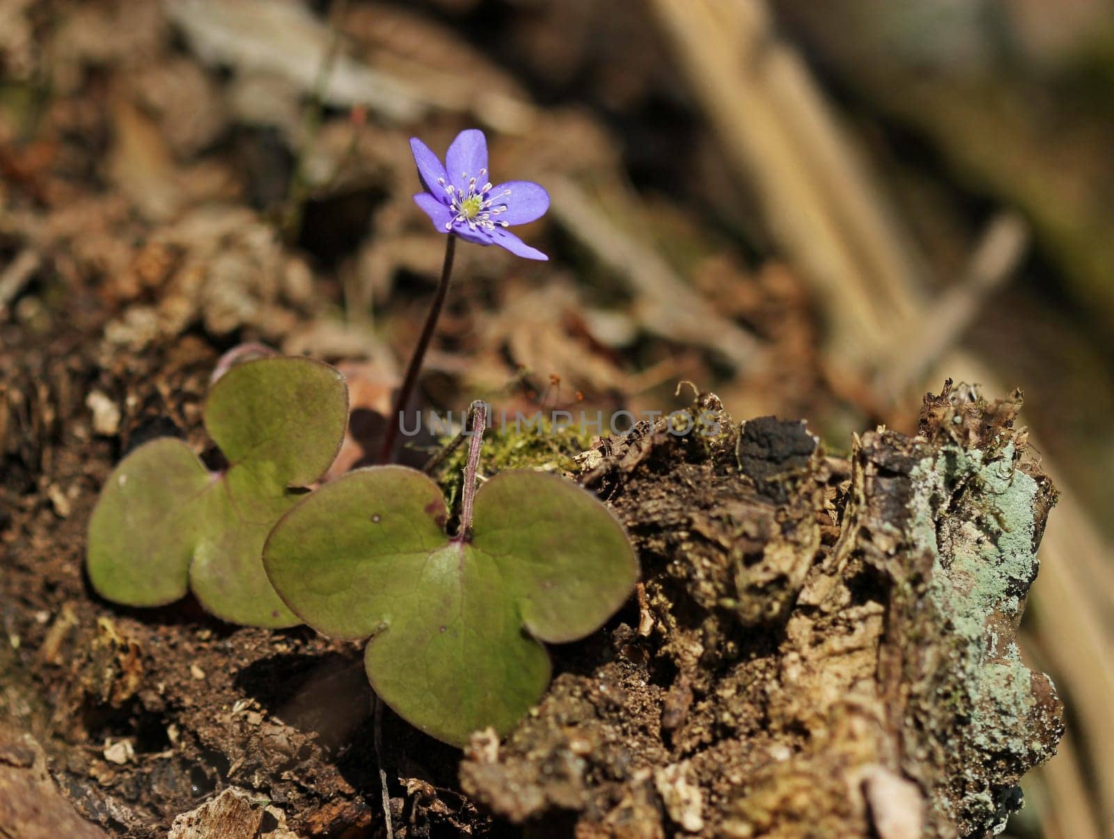 Liver flower (Hepatica nobilis)