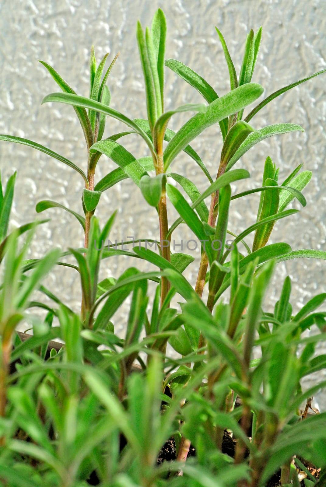 Tarragon