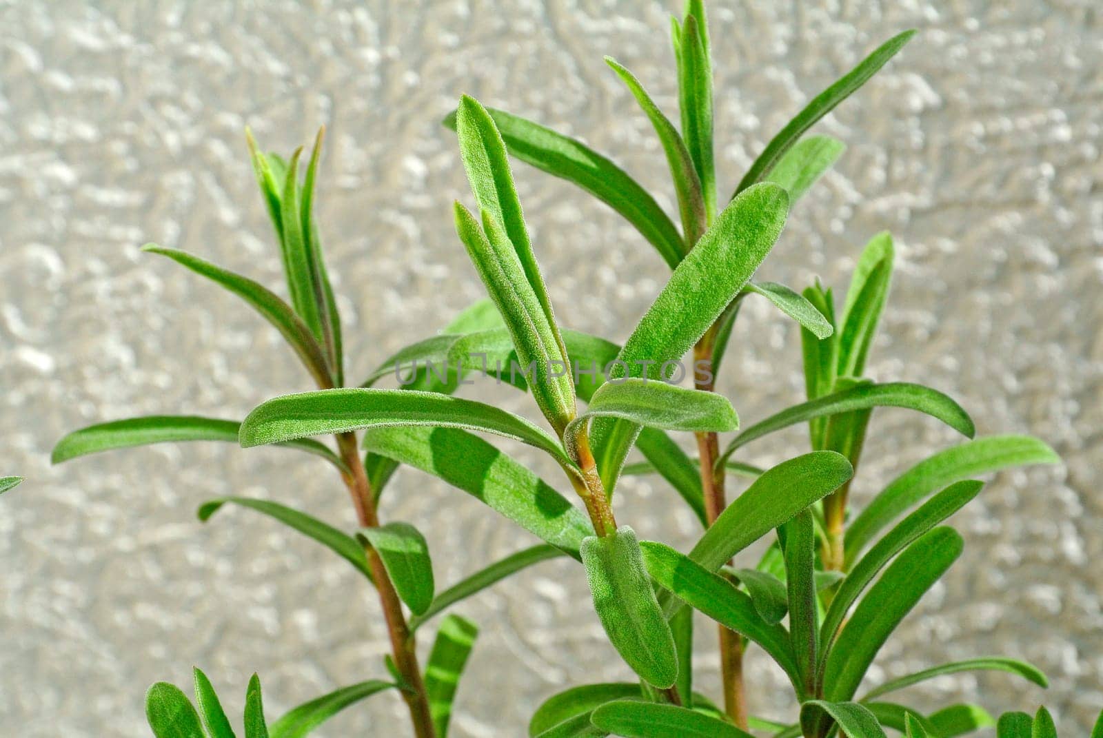 Tarragon