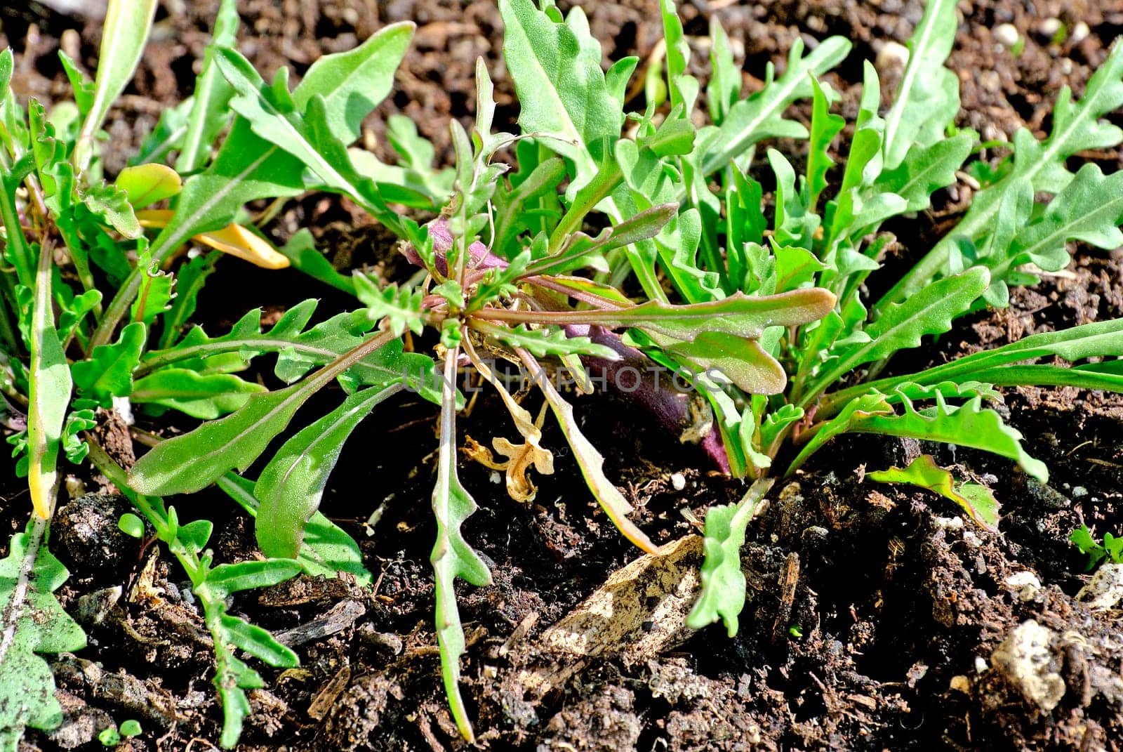 Ruccola