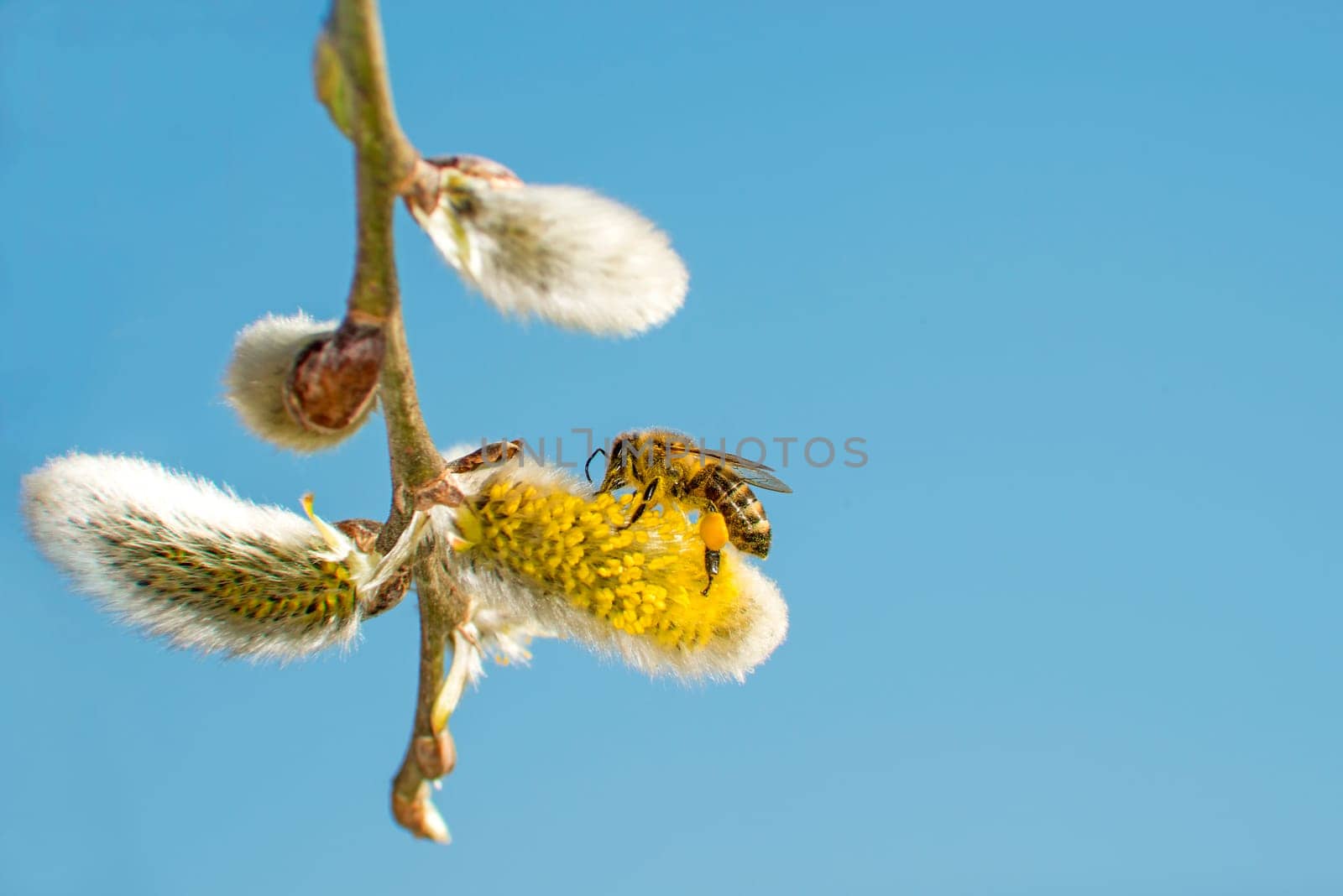 Willow blossom with bee
