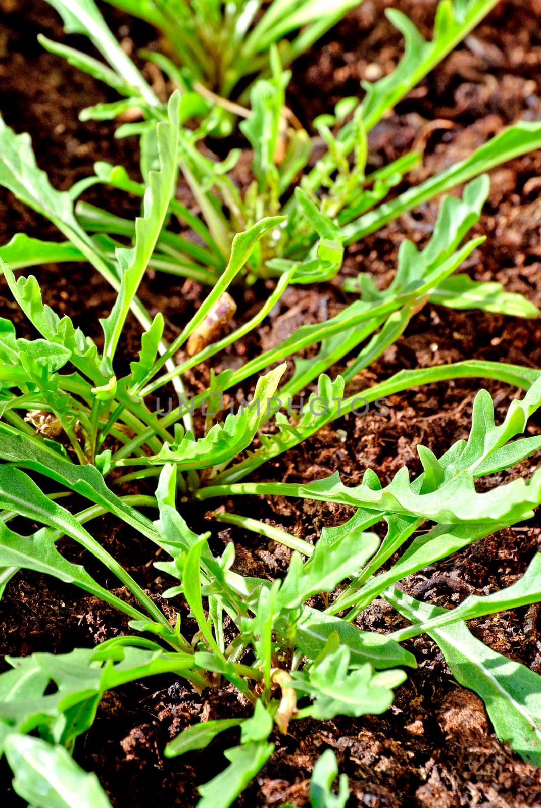 Ruccola