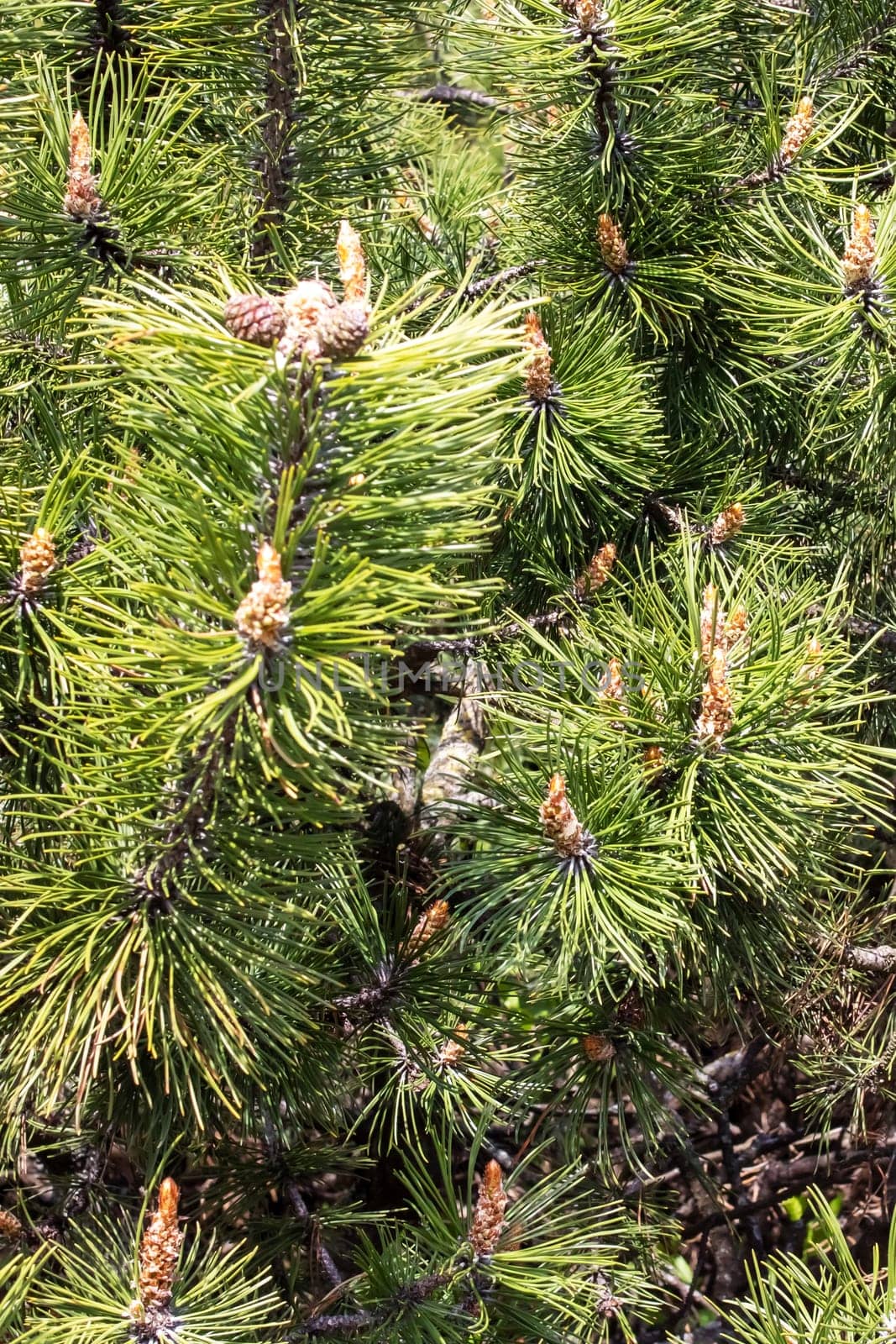 Small cones on a pine branch closeup by Vera1703