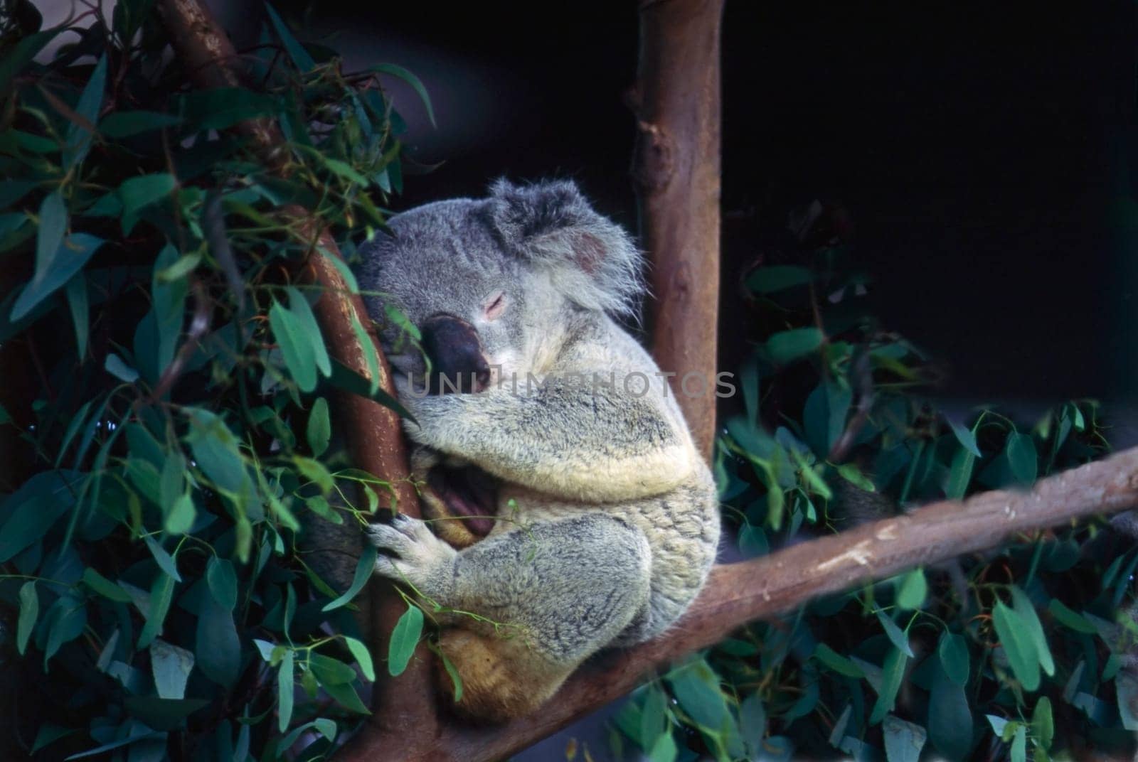 Koala resting on Eucalyptus tree branch