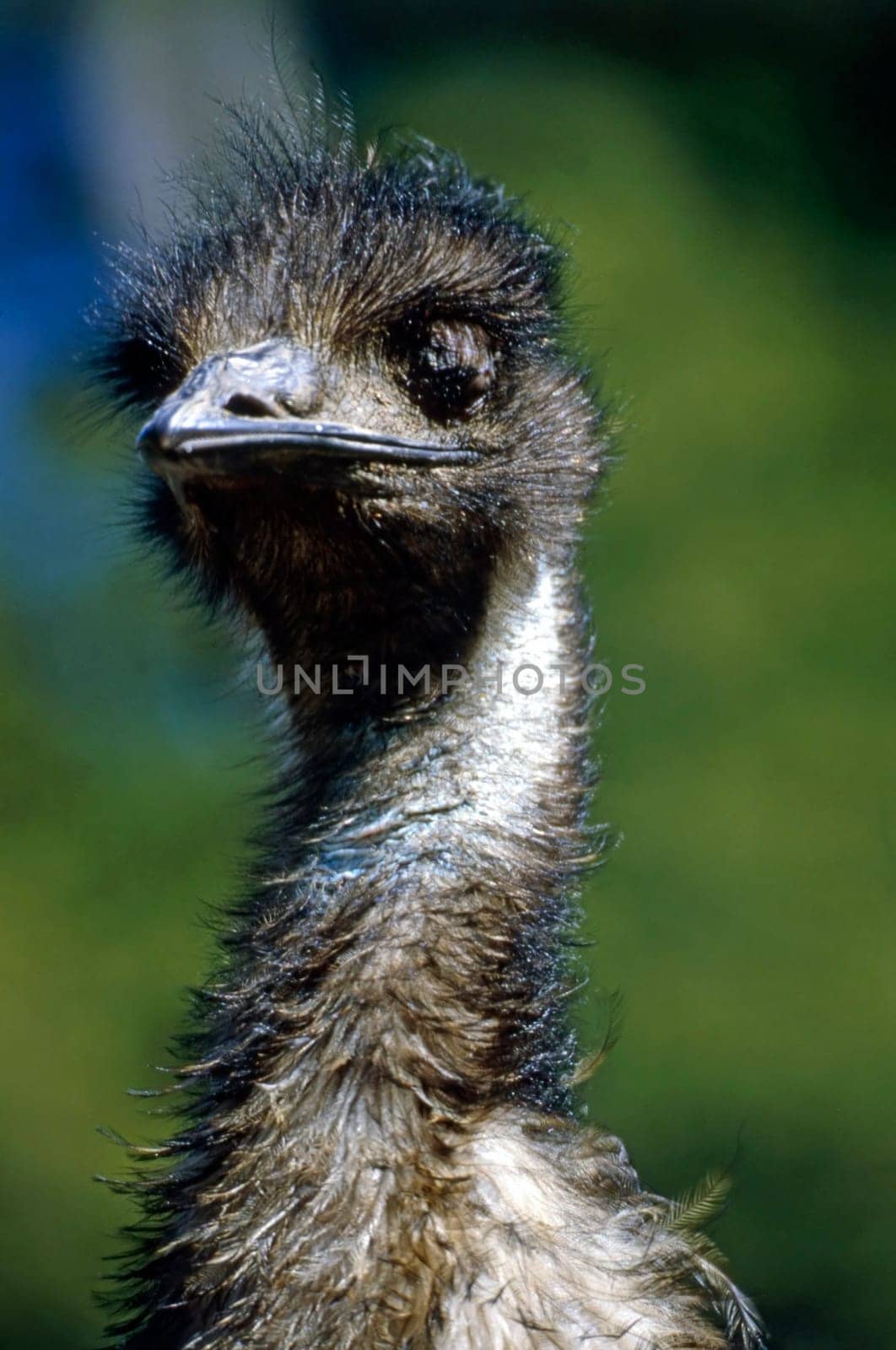 Close up of a Emu