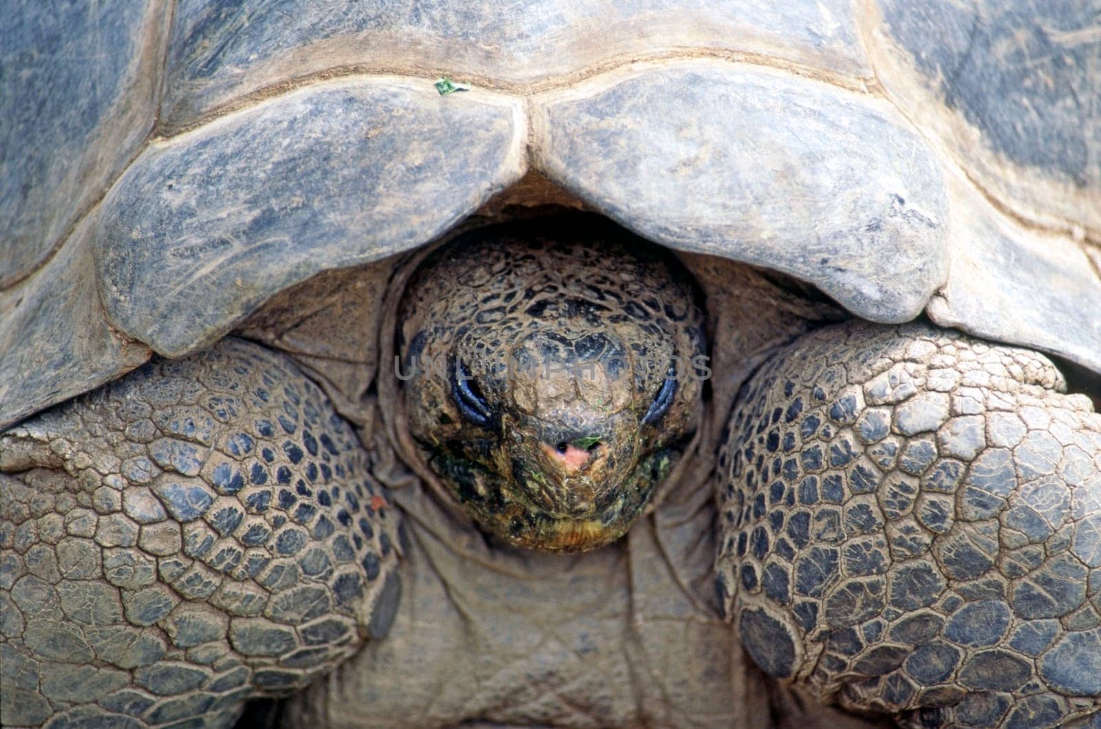 Close up of a  Galapagos Tortoise