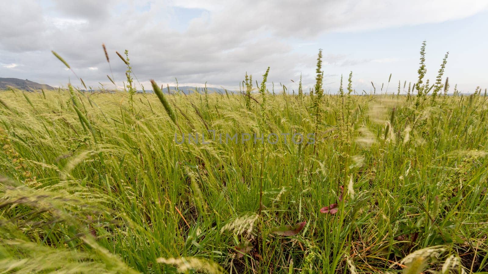 Beautiful Eragrostis tef, field native to the northern Ethiopian highlands, in a typical rural farmland of Ethiopia