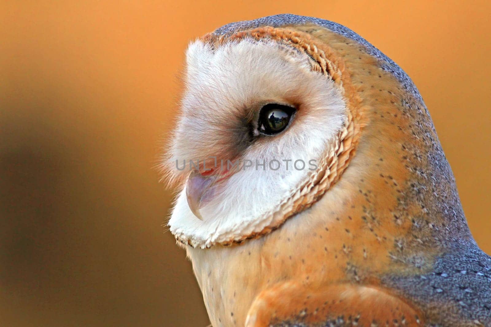 Barn owl