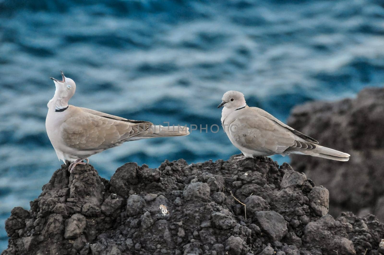 Pigeon on the Volcanic Rocks nea Atlantic Ocean