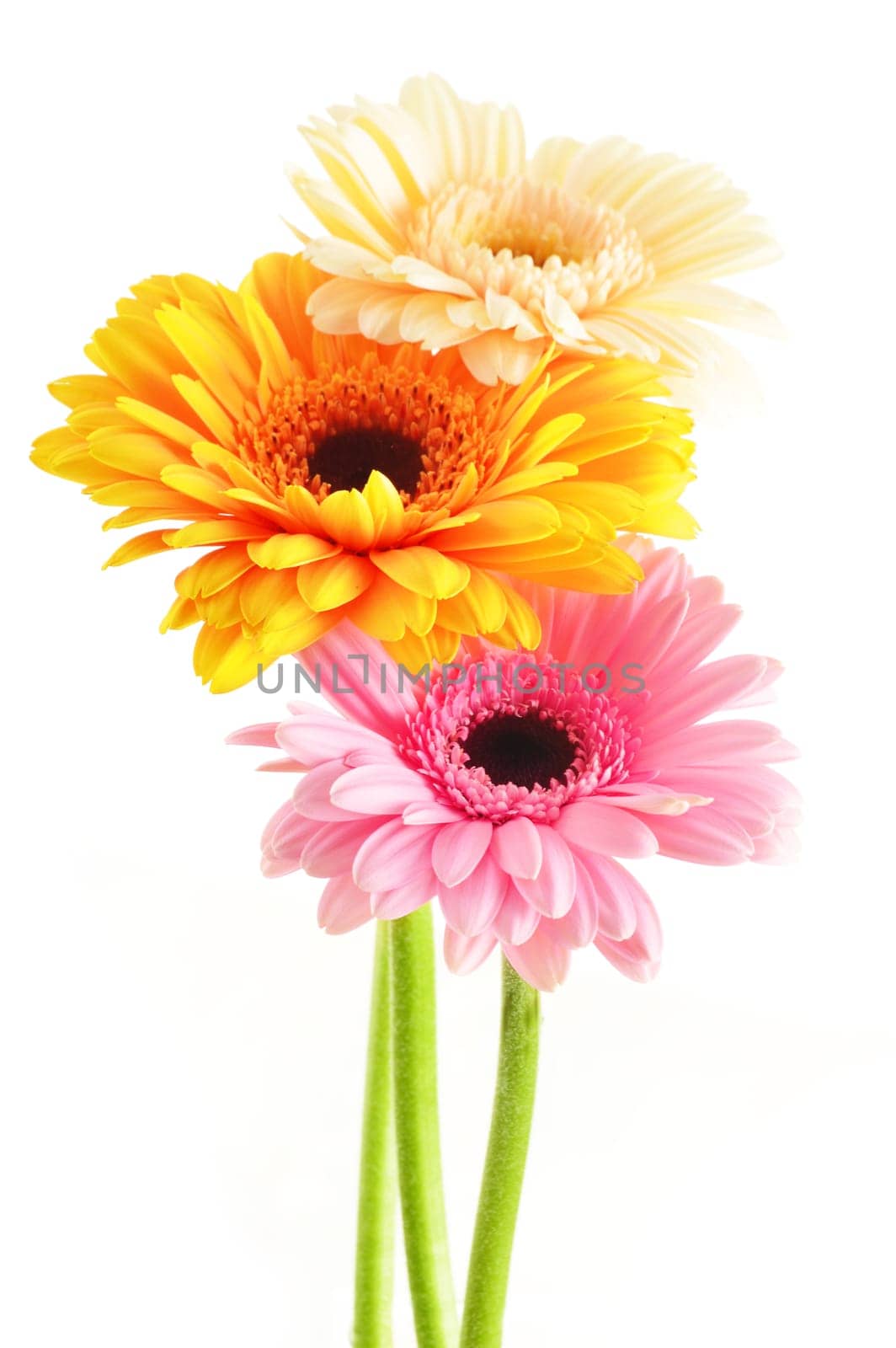 Composition with three gerberas isolated on white background