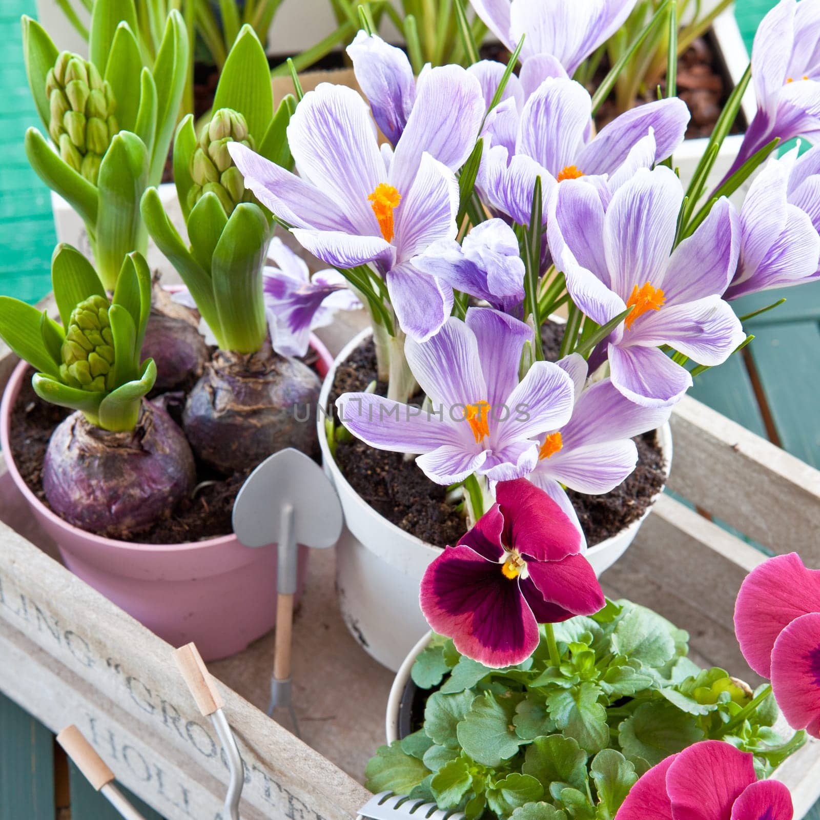 Various spring flowers in Toepfen