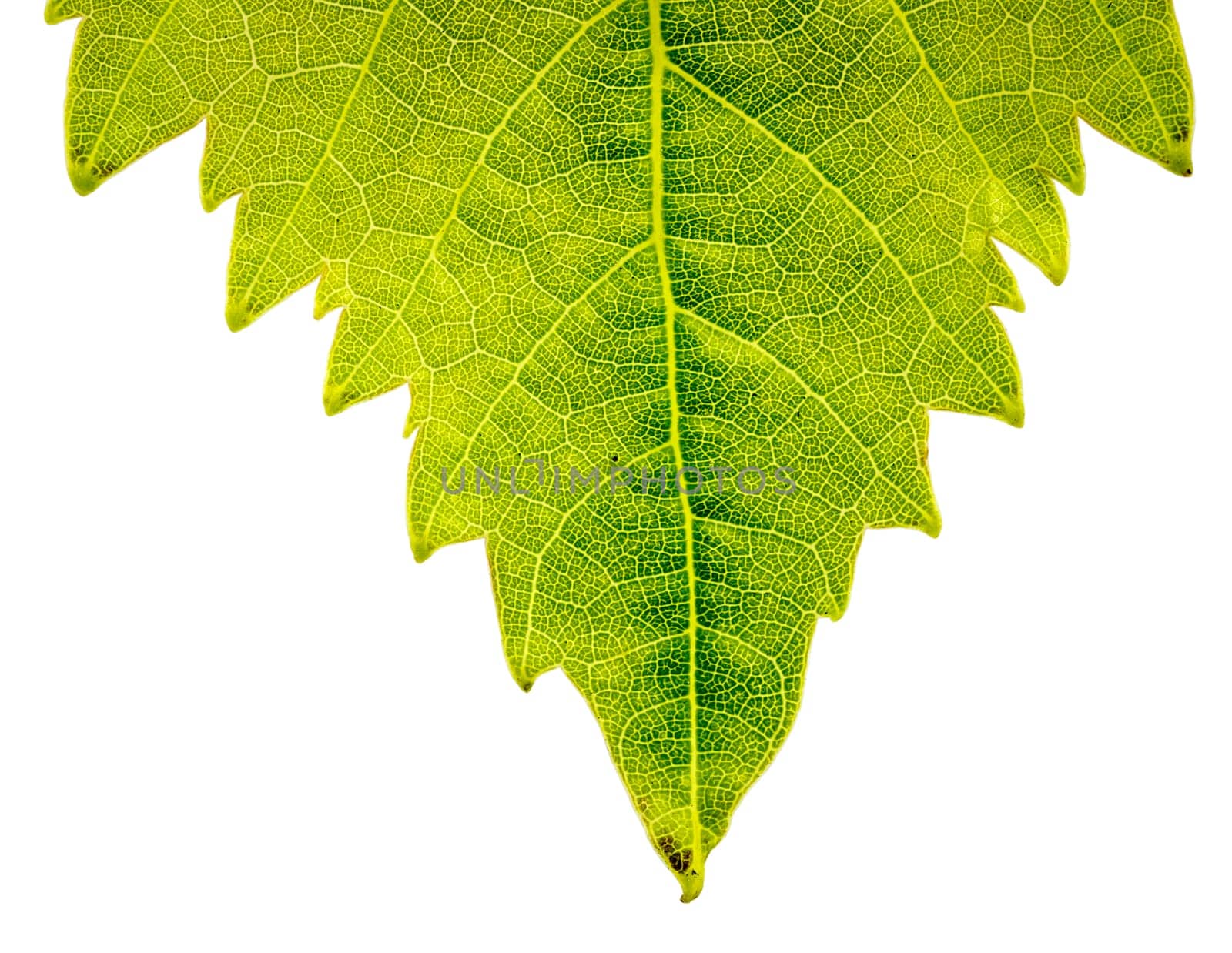 backlit leaf isolated on a white background