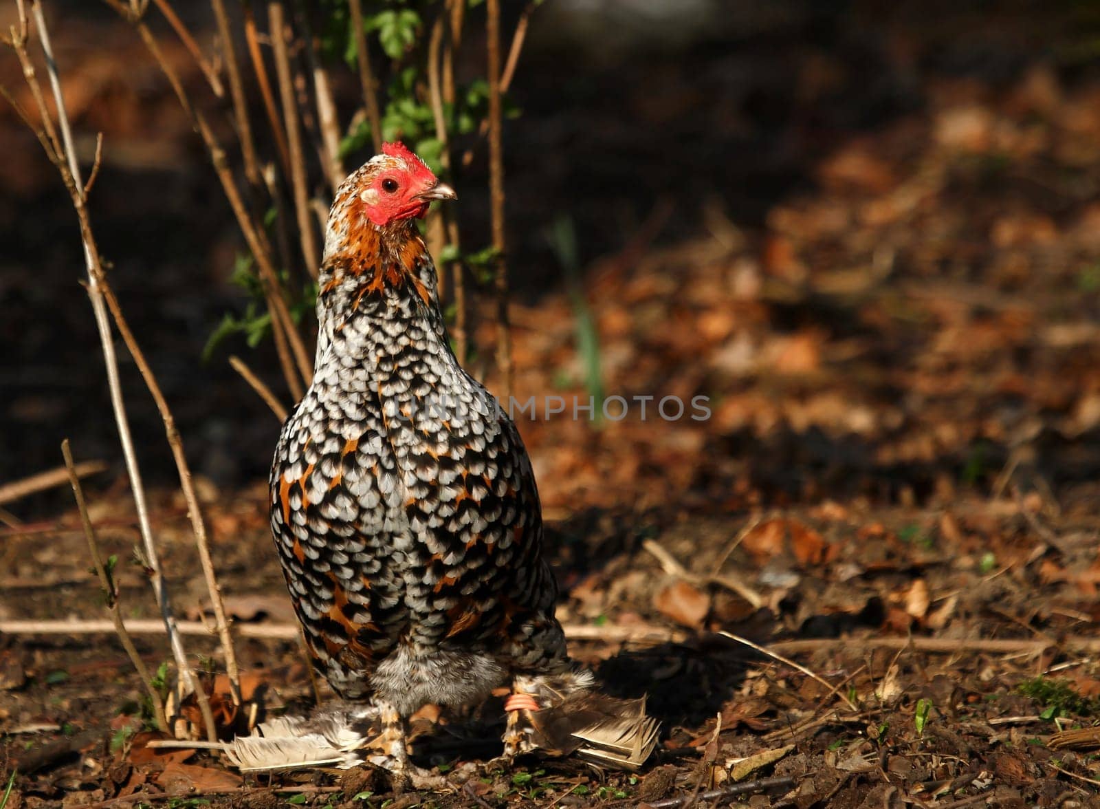 Colorful chicken