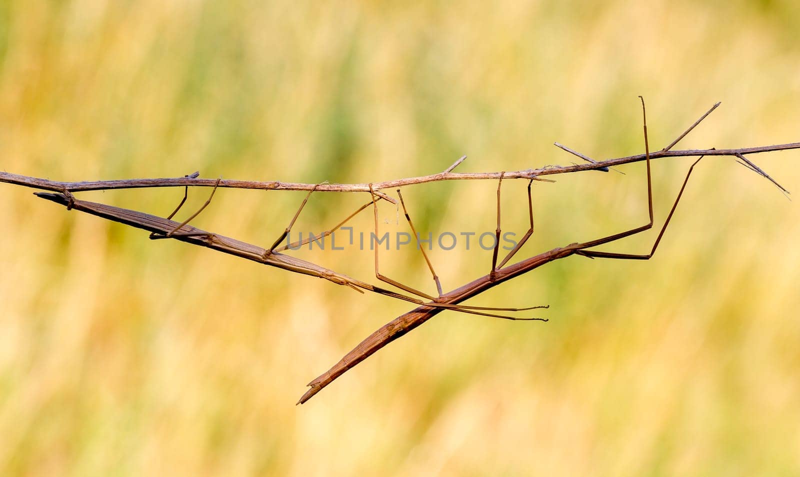Walking stick, Phasmatodea. Insect photographed in their natural habitat