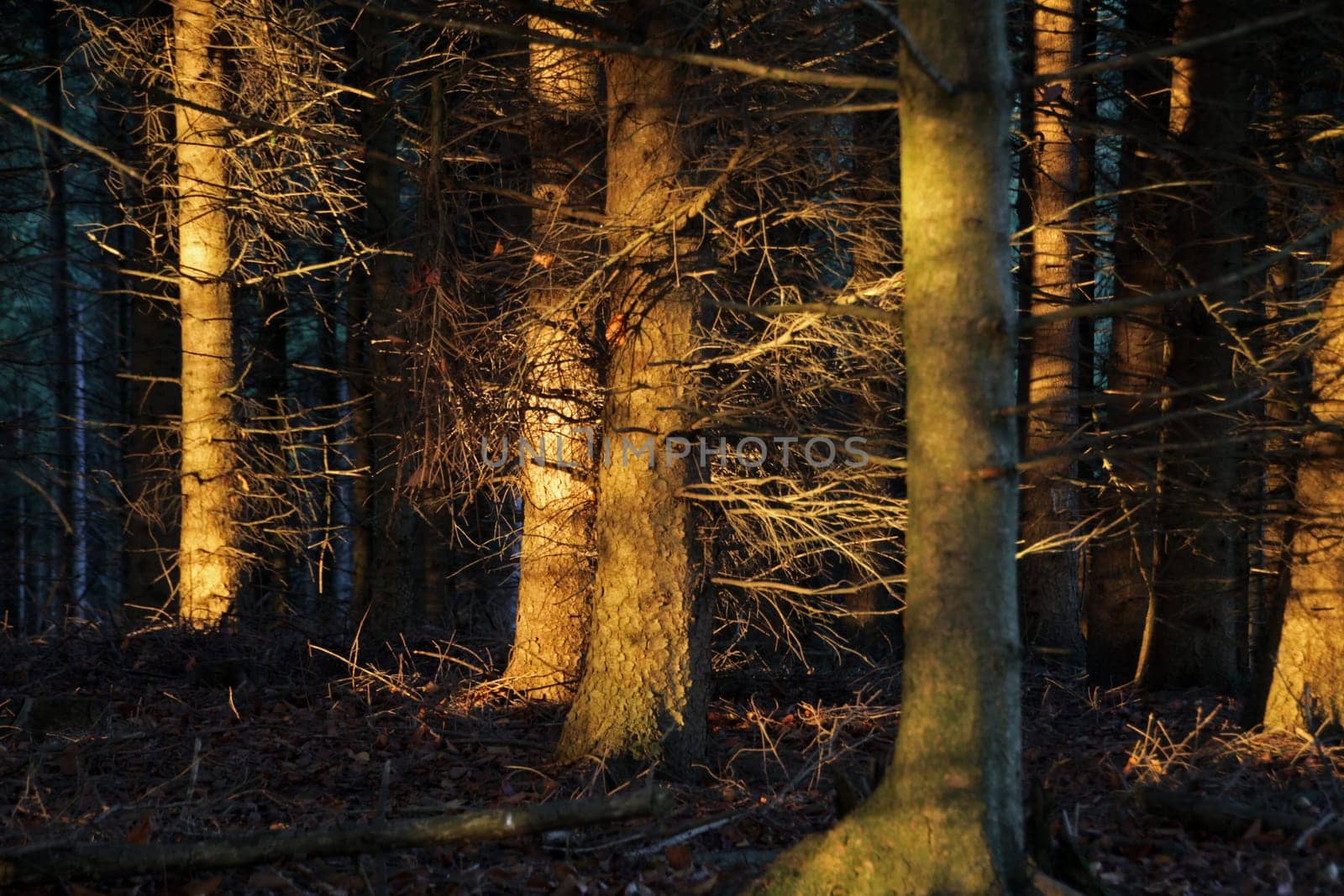 Coniferous forest in the evening light
