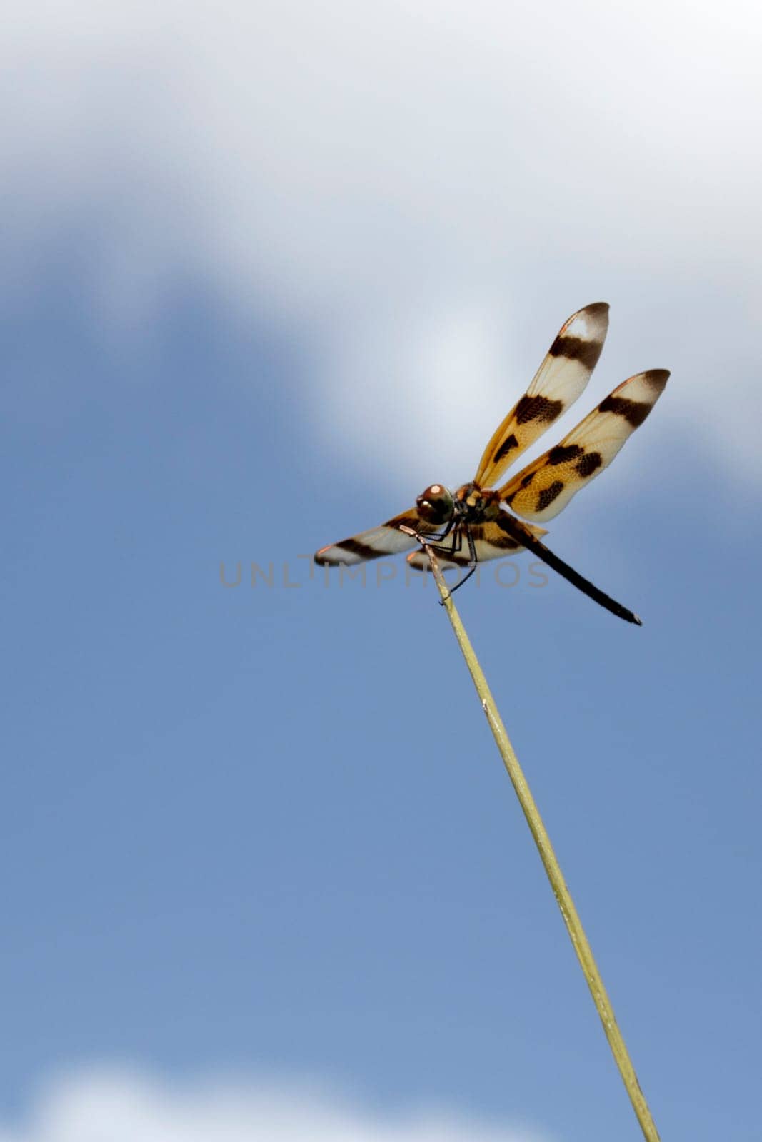 Closeup of a long, brown dragonfly insect on a plant stem in front of a blue sky with white clouds outside in nature on a sunny day.