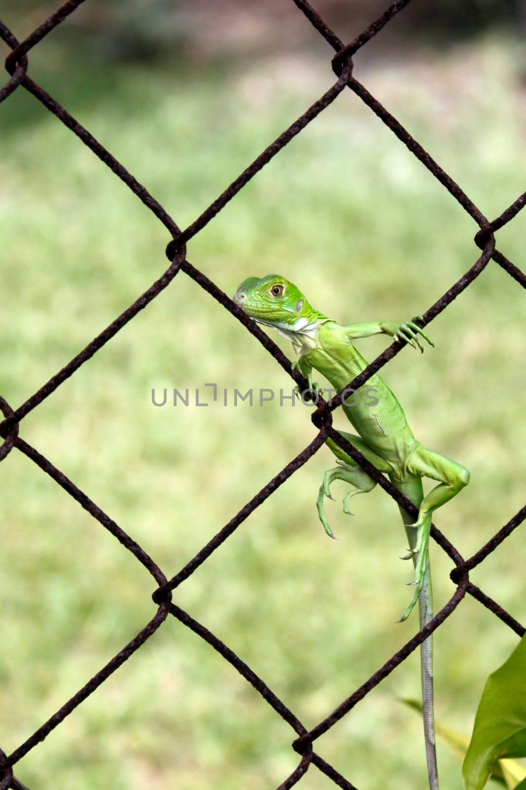 Small, light green iguana on a metal fence outdoors on a sunny day in Florida.