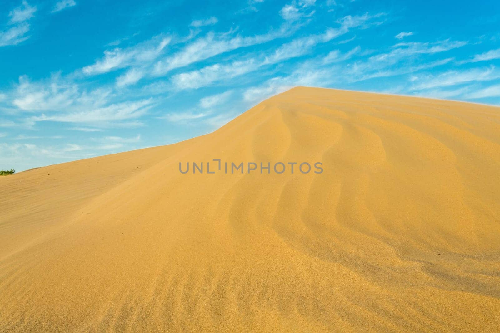 Desert landscape with a dry tree branch and green vegetation on top of a small sand hill