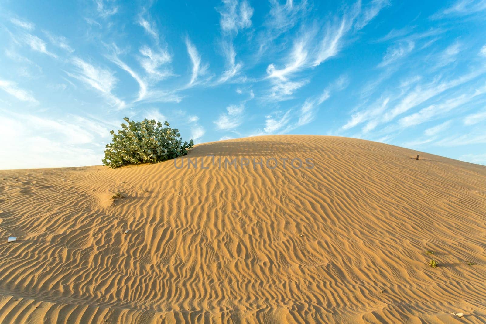 Desert landscape with a dry tree branch and green vegetation on top of a small sand hill
