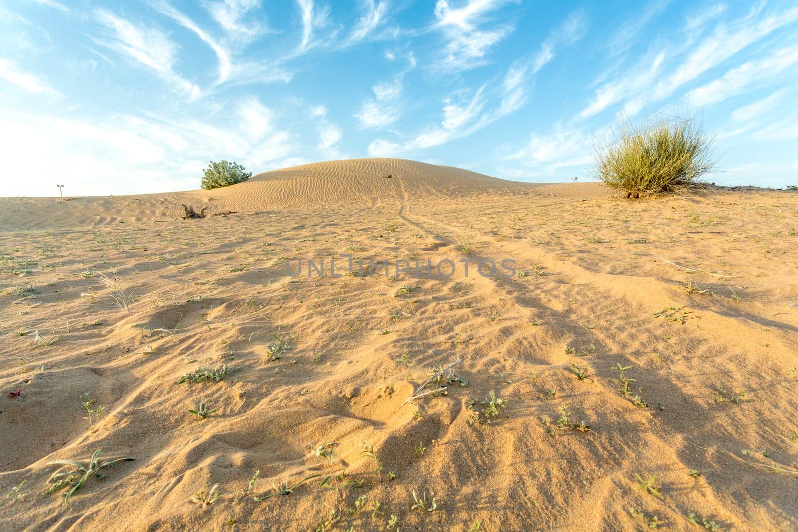 Desert landscape with a dry tree branch and green vegetation on top of a small sand hill