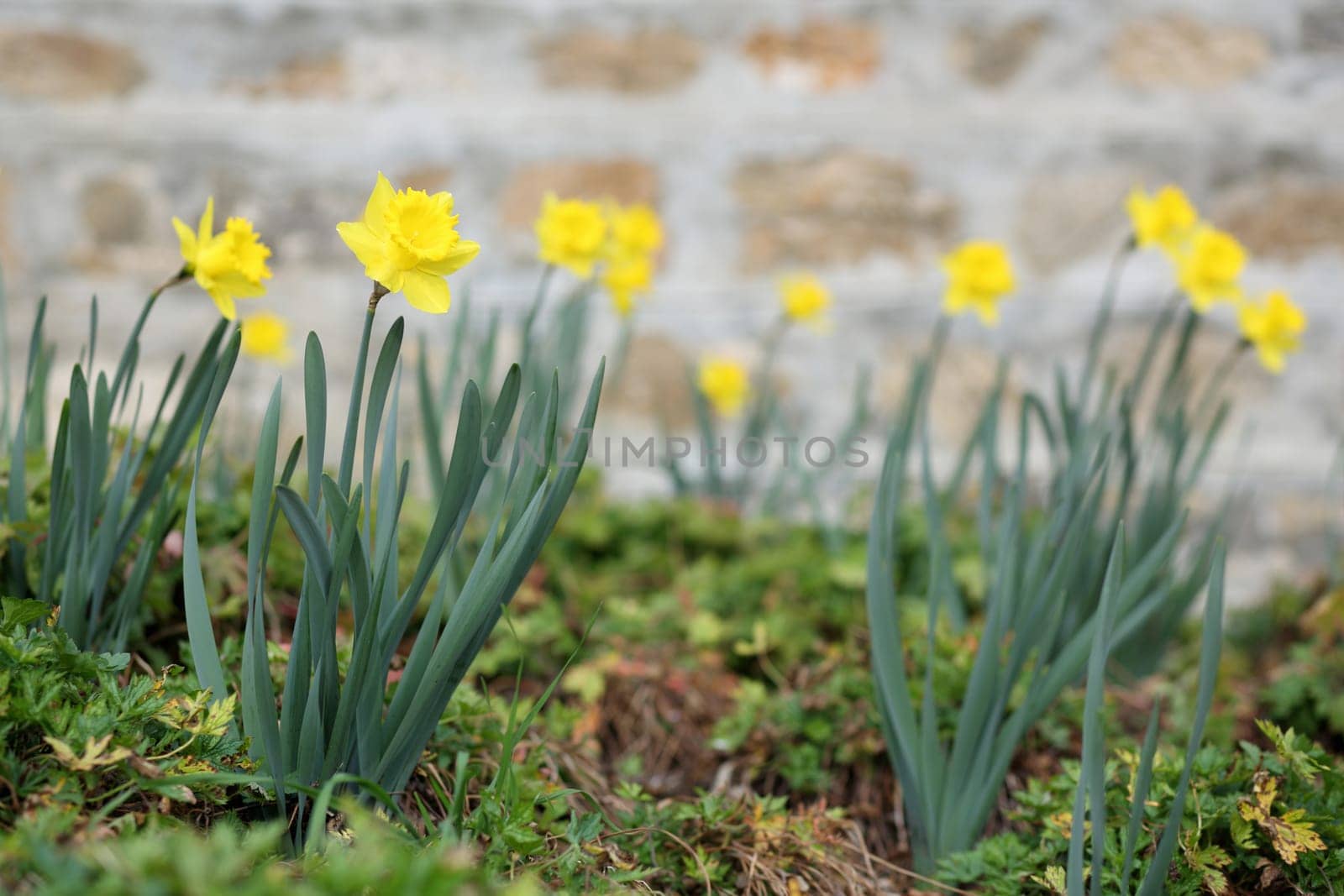 Details of a group of spring flowers, the jonquil.