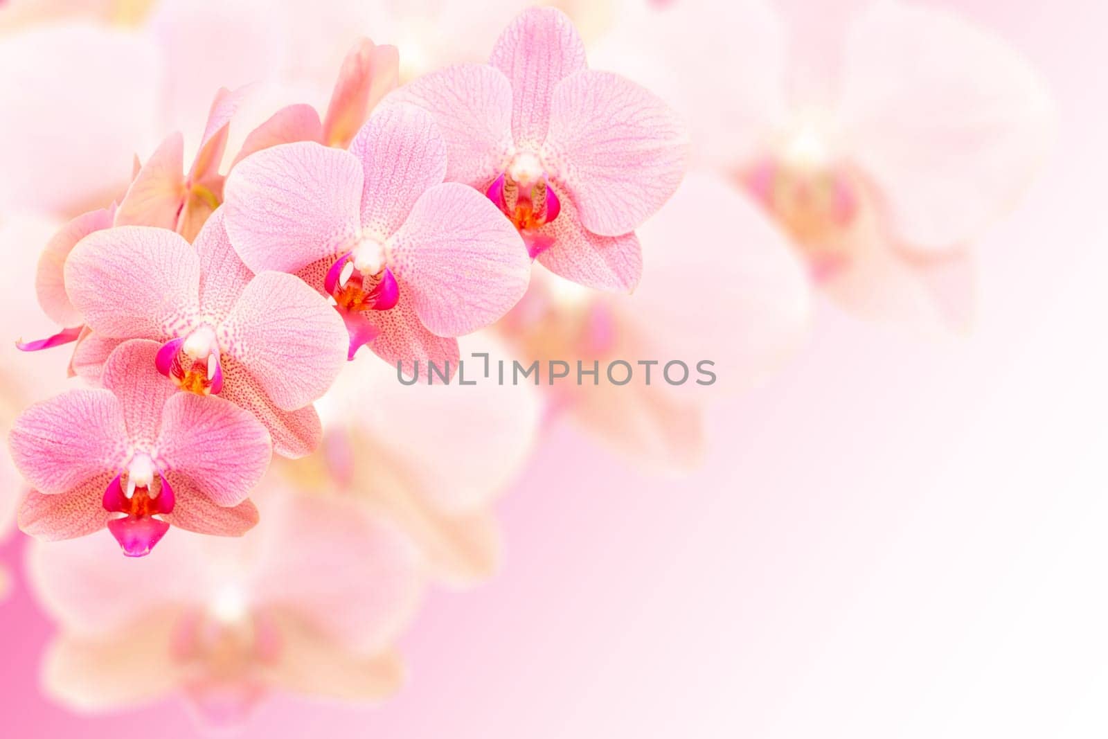 Exotic pink spotted orchid flowers on blurred background with free place for copy-space your text