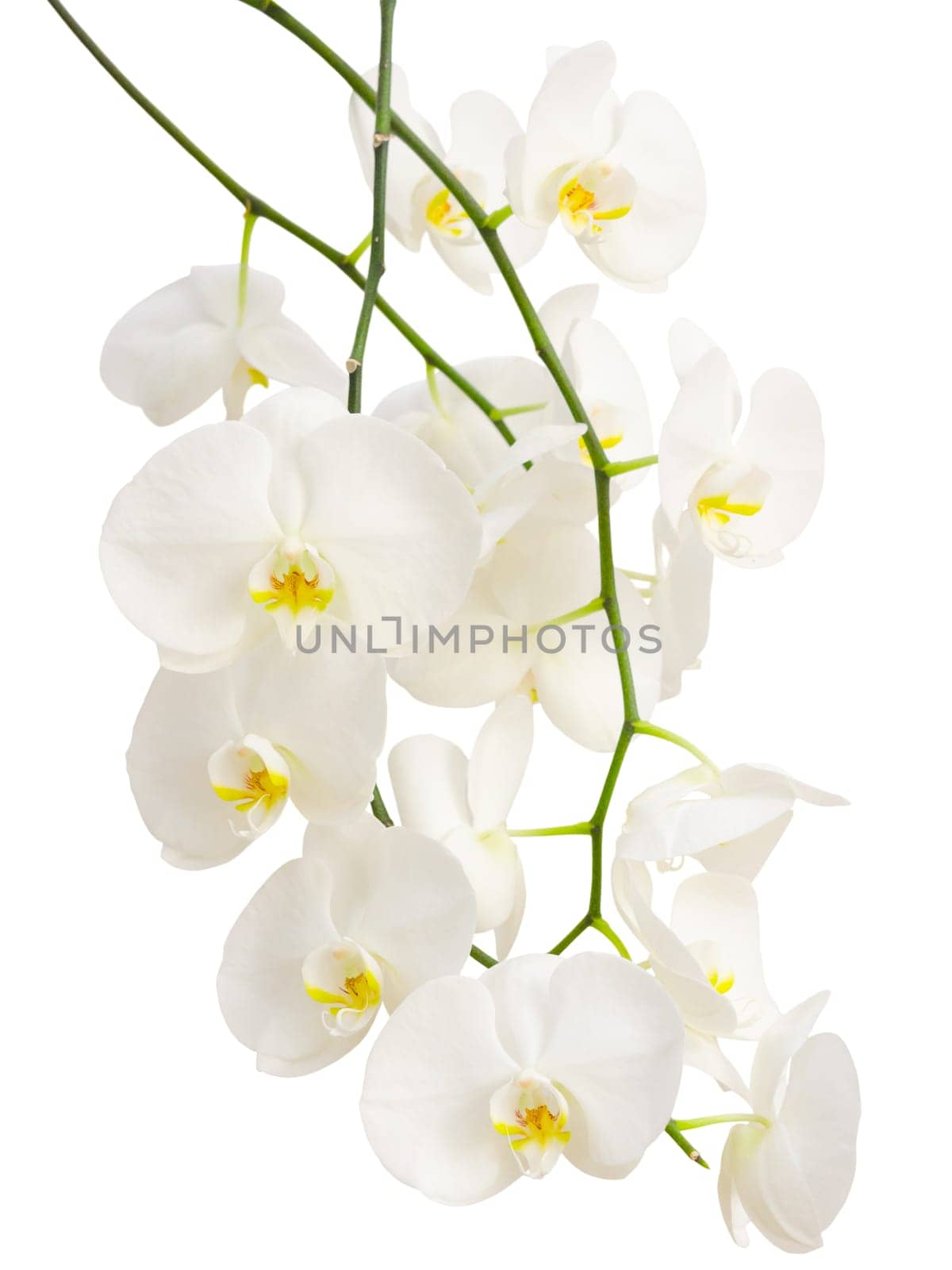Long elegant branches of white romantic orchid flowers isolated