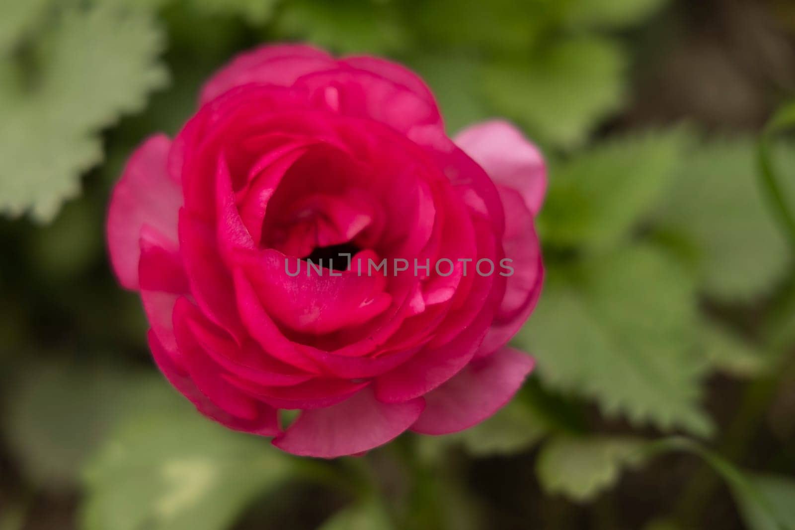 Pink ranunculus flower close-up, top view, garden flowers.