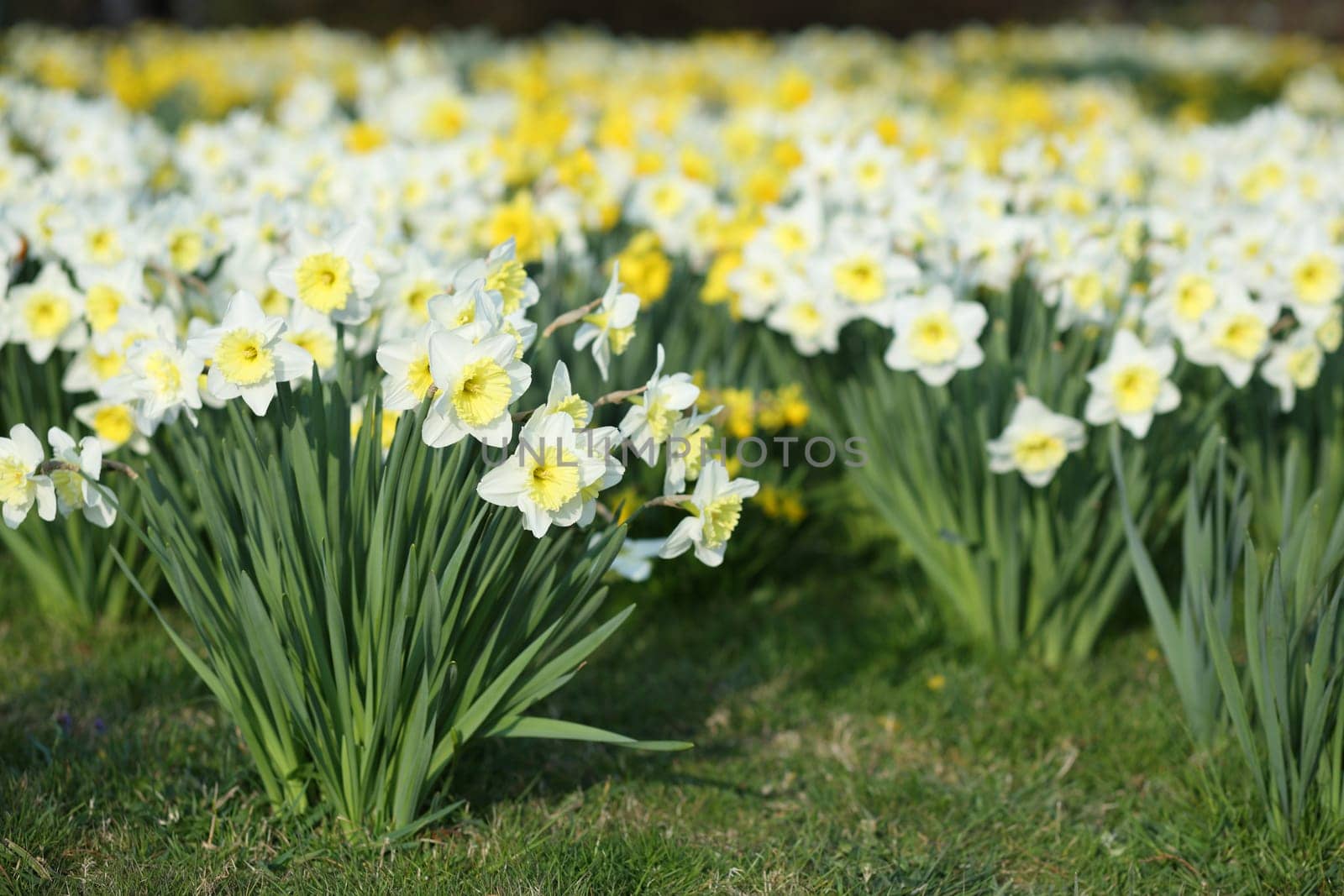 Details of a group of spring flowers, the narcissus.