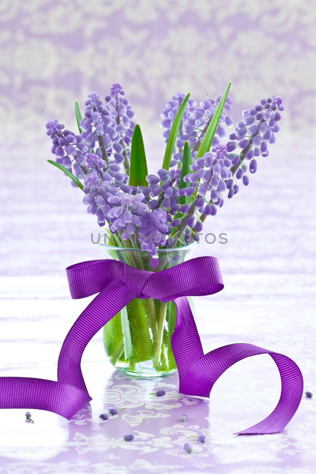 Fresh grape hyacinths in small vase with purple bow