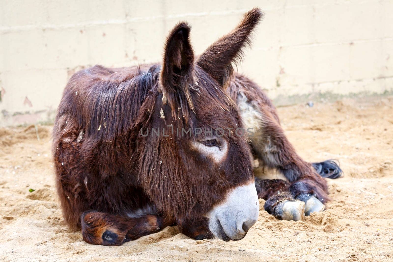 donkey lying down after a hard day's work on the farm