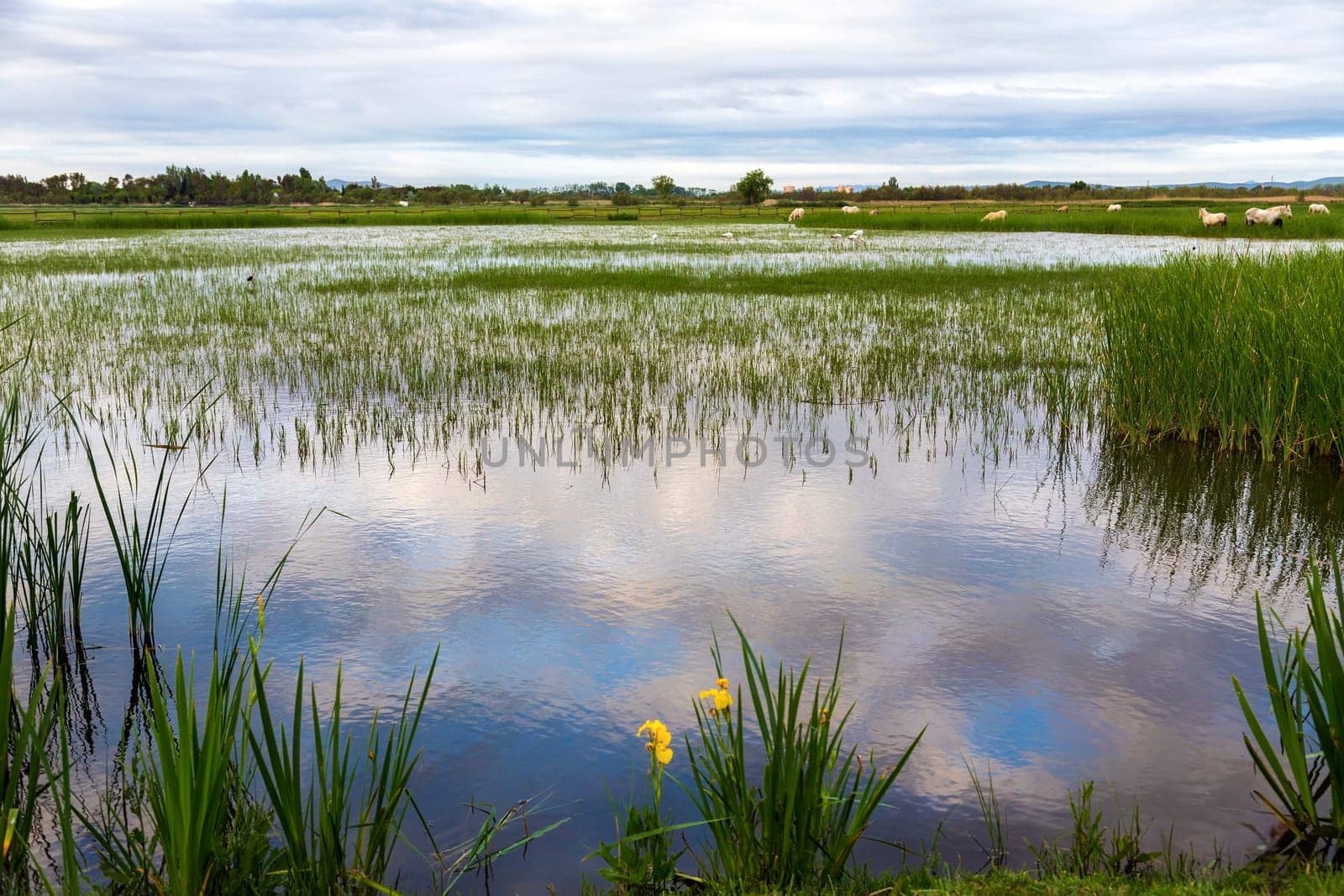 sunrise in the wetlands of Roses, Catalonia, Spain
