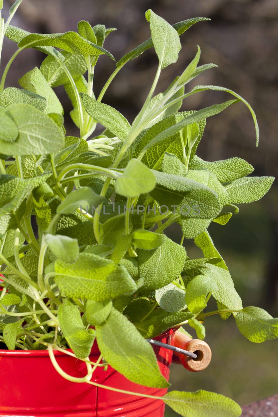 Oregano herbs in a red tin bucket