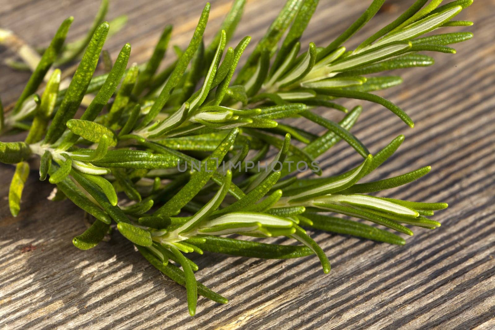Rosemary branch on rustic wooden base